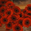 IMG_2030489