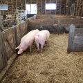 IMG_2037177