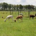 IMG_2037421