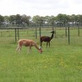 IMG_2037424